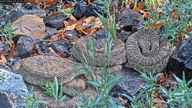Look Up Rattle Snakes Livestream gives scientists a closer look into the lives of ...