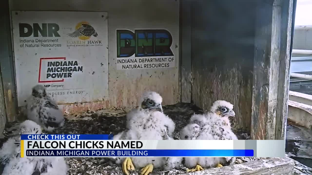 Project Falcon Indiana I&M reveals names of falcon chicks based on community input – WANE 15