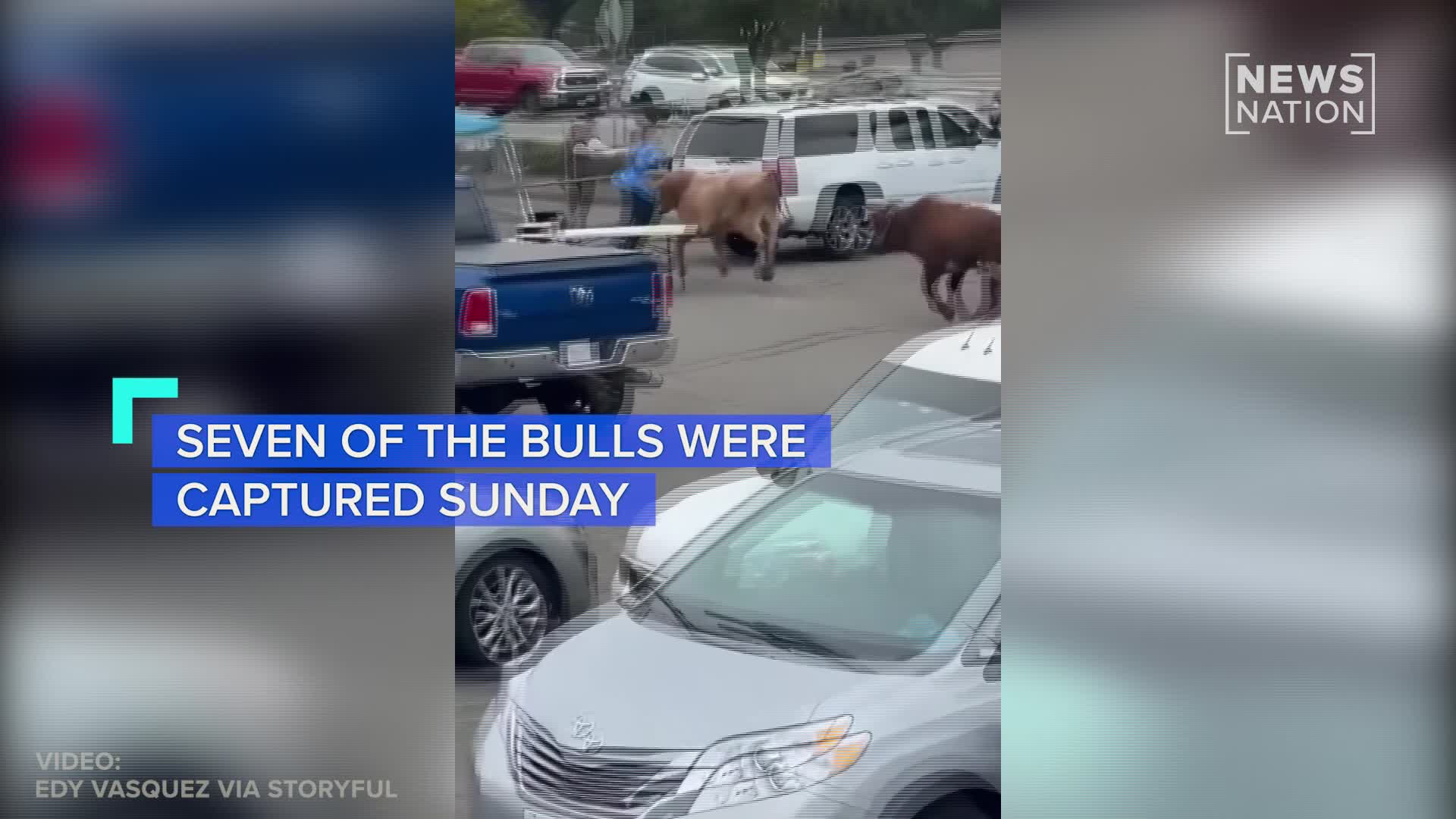 Bulls escape rodeo, charge through mall parking lot | NewsNation ...