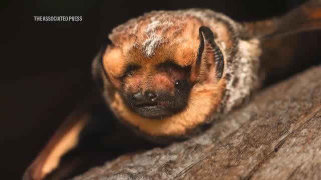 Halloween means it’s time for a bat beauty contest – WANE 15